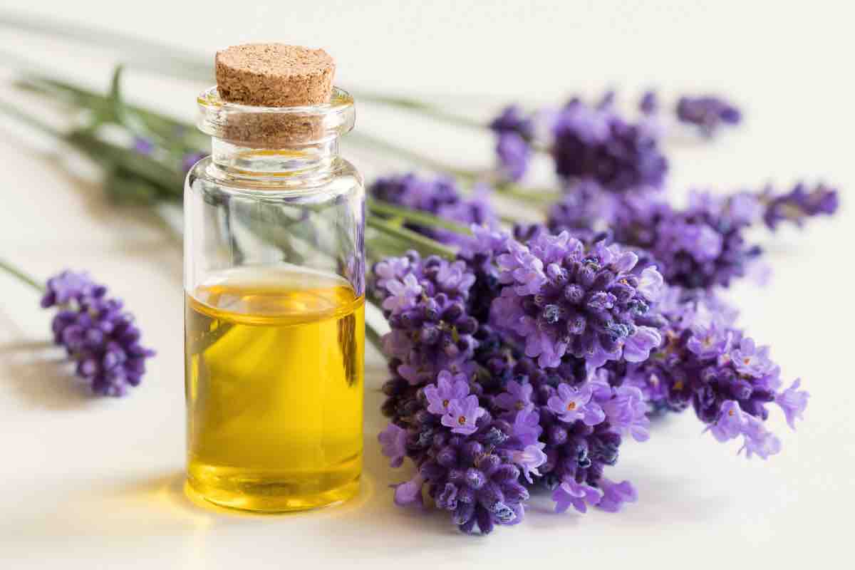 Lavanda e olii