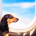 Da oggi i cani non volano più in stiva: ecco come funziona la nuova regola ENAC