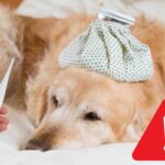 Febbre nei cani: il segnale che se ignorato porta a conseguenze drammatiche (anche fatali). Ma basta poco per evitare il peggio