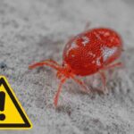 Dall’Africa un ragno che spaventa già molti paesi – si nasconde dietro foglie ingiallite e ha già creato allarme in Spagna