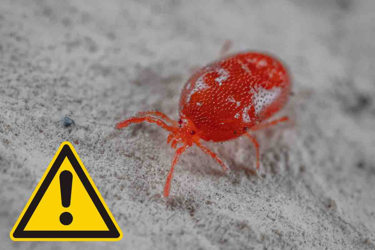 Dall'Africa una nuova minaccia